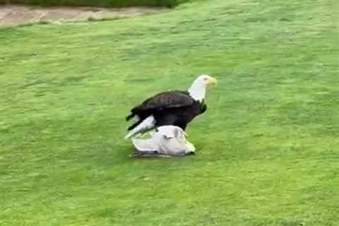 Wild moment bald eagle hunts down and kills seagull on golf course before eating it in front of..