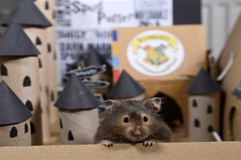 Adorable hamster called Spud enjoys his very own homemade attractions