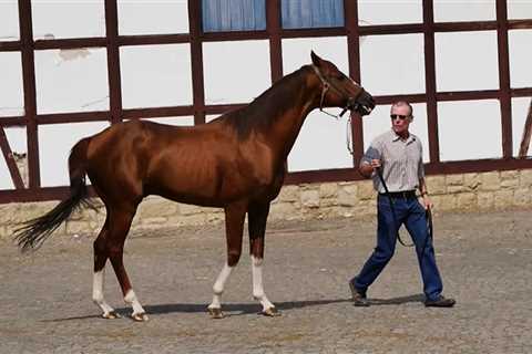 Mare who mated with Germany’s most expensive stallion one hour before he died of heart attack is..