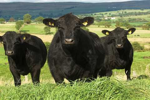 Sales of British beef soar across the world with our meat growing more popular in Asia