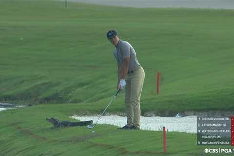 Cameron Champ forced to take chip shot with ALLIGATOR just yards behind him leaving TV viewers..
