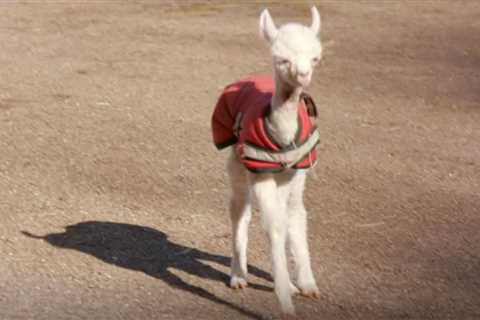 Countryfile viewers ‘obsessed’ with baby alpaca that narrowly escapes death after being born in..