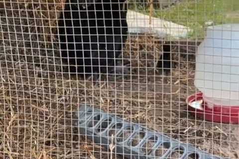 Teen Mom Jenelle Evans praises husband David Eason for feeding chicks after daughter Ensley claimed ..