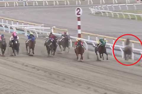Watch terrifying moment loose horse running WRONG WAY charges into others mid-race