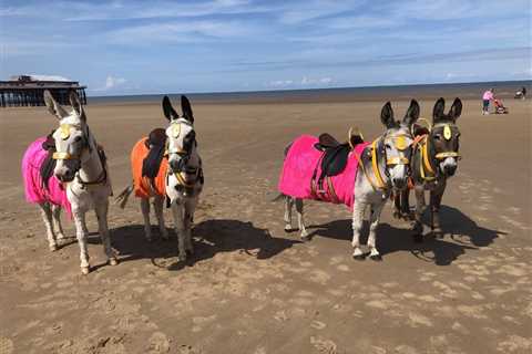 Donkeys return to Blackpool beach for first time since lockdown started