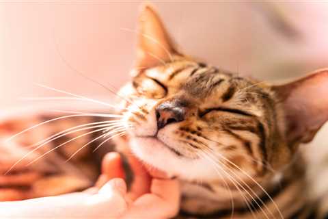 Cat owners face £500 fines if they don’t microchip pets under new laws