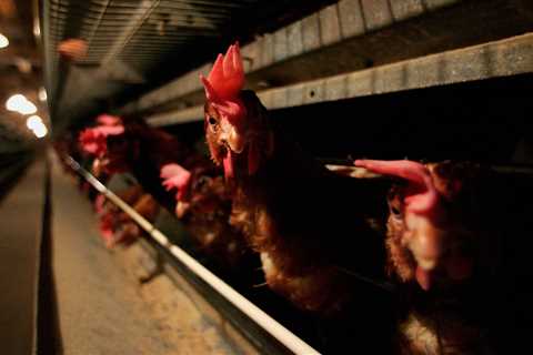 In 50 years, we’ll look back on what we did to animals with complete horror