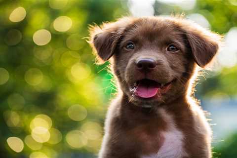 Pets have their FEELINGS protected by new law in Queen’s Speech