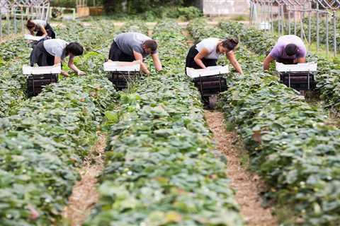 Supermarkets face fruit and veg shortage over Government not allowing in enough foreign pickers