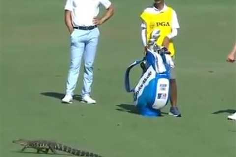 Watch as baby alligator casually strolls across golf course at US PGA forcing Rada, Long and..