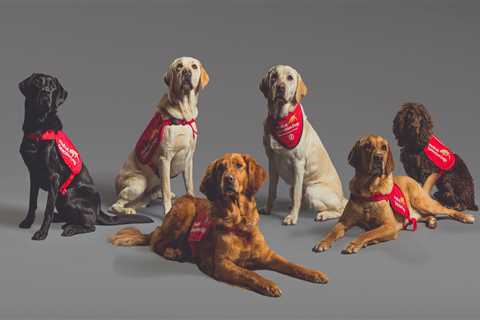 Sniffer dogs being used to detect Covid show they truly are a man’s best friend