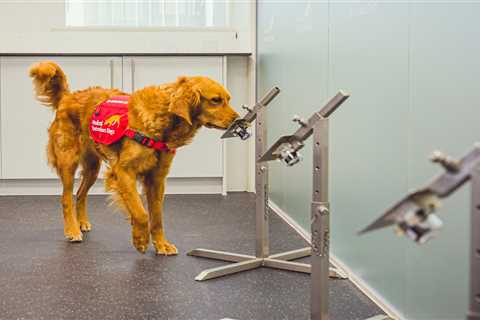 Sniffer dogs can detect Covid more quickly than rapid tests, bombshell study finds
