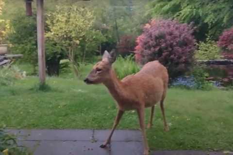 Springwatch viewers completely shuts down presenters as they complain about lack of deer in UK