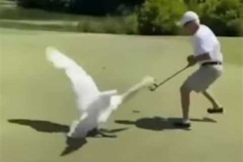 Watch hilarious moment golfer is attacked by giant SWAN while trying to putt before being chased..