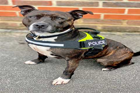 Abandoned dog becomes Britain’s first Police explosives search Staffie