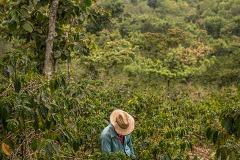 U.S. Aid to Central America Hasn’t Slowed Migration. Can Kamala Harris?