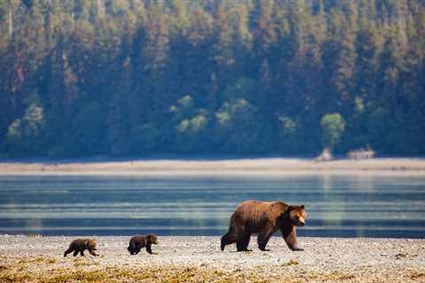Biden Plans to Restore Alaskan Forest Protections Stripped Under Trump