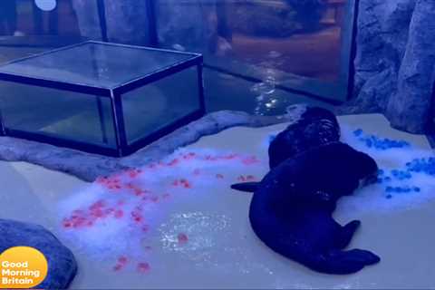 Good Morning Britain shock as ‘psychic otters’ predict Scotland will BEAT England in tonight’s..
