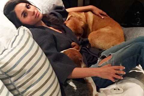 Meghan Markle says her dogs have given her comfort in a year crammed with grief