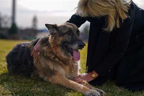Champ, the Bidens’ German Shepherd, Dies at 13