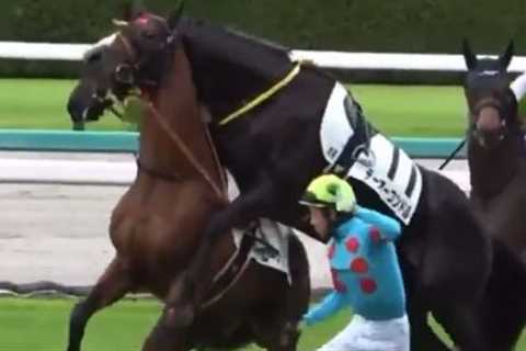 Astonishing moment randy racehorse tries to mount male rival in parade ring – before getting kicked ..