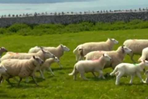 Countryfile fans rage over ‘horrendous’ Joe Crowley dog attack segment