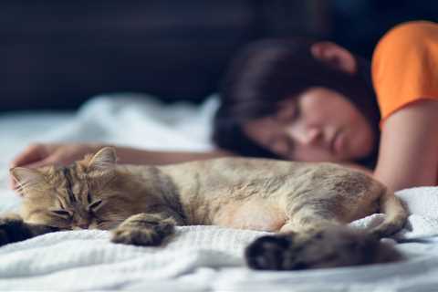 Cats can catch Covid from sleeping on infected owner’s bed, study finds