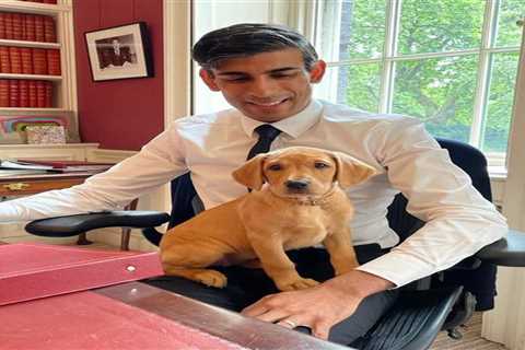 Rishi Sunak unveils his new top dog – a red Labrador pup named Nova