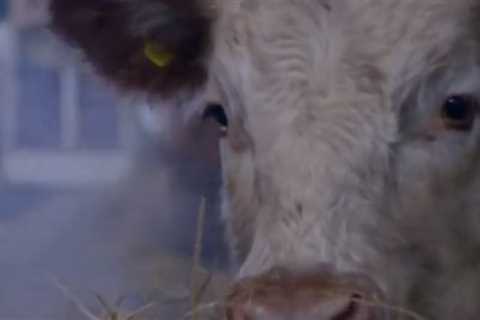Our Yorkshire Farm’s Amanda Owen ‘heartbroken’ as family rocked by ANOTHER tragic death