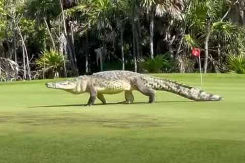 Watch giant 15ft crocodile casually stroll across busy course leaving golfers shocked as they drive ..