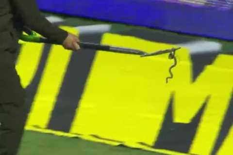 Watch as SNAKE slithers onto football pitch and suspends play as groundsman uses pitchfork to carry ..