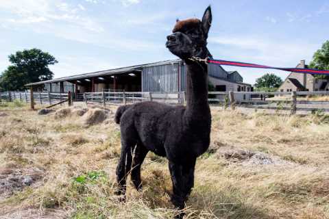 Desperate Geronimo’s owner calls on Boris Johnson to ‘grow a pair’ and step in to save his skin