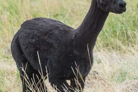 Alpaca Geronimo condemned to death after pleas for last-minute reprieve ignored