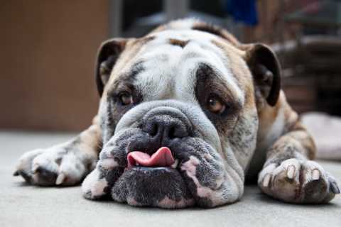 Dog and cat-nappers face up to five years in jail under new laws to tackle rise in pet theft