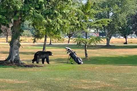 Watch a BEAR charge around on Canadian golf course as golfer in two minds over making himself big..