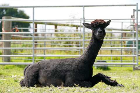 Geronimo WILL be slaughtered as owner loses last-minute High Court bid to save him