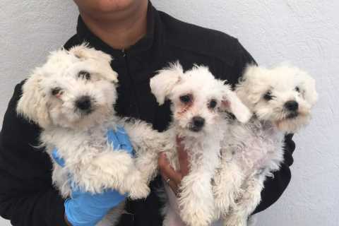 Crackdown launched to stop sick young dogs being smuggled into the UK