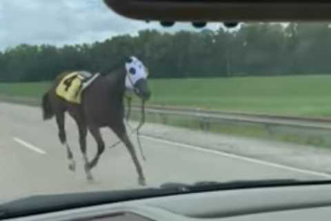 Watch terrifying moment racehorse charges at car on motorway after bolting out of racecourse and..