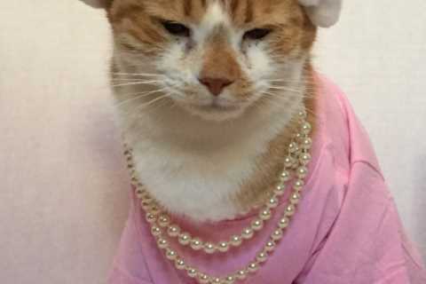 Librarian’s cat dresses up as characters from Games of Thrones and Indiana Jones to boost reading