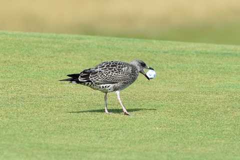 Watch hilarious moment seagull swoops down and snatches Madelene Sagstrom’s ball from fairway at..