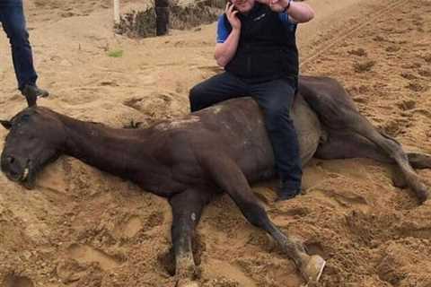 As Gordon Elliott readies to return it’s time to give forgive trainer, Irish racing needs him