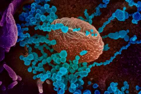 Covid ‘mu’ mutation is in nearly EVERY US state already as WHO warns latest ‘variant of interest’..