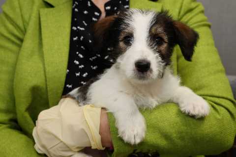 Dognappers could now face seven years in jail as ministers launch crackdown on lockdown pet thieves