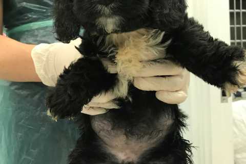 Dog lovers give up ‘untrained’ puppies with separation anxiety after buying pets in lockdown as..