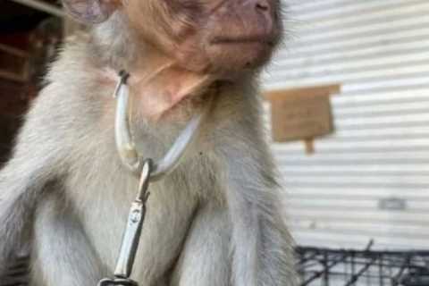 Baby monkeys chained up by NECKS in horror wet market that spark next pandemic after Covid