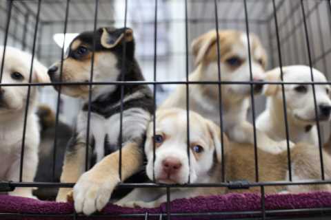 MPs hit at ministers ‘twiddling their thumbs’ as pet smugglers are slipping away