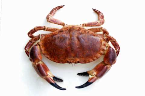 Britain and EU could be set for crab wars as relations over fisheries becomes ‘toxic’