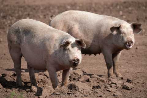 Over 100,000 super-fat pigs face being ‘shot on the farm’ due to shortage of butchers