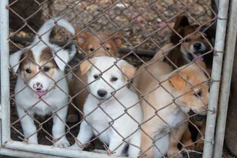 Outrage as 15 dogs including mum and her pups slaughtered by Australian council over draconian..