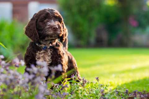 Dog owners living with boisterous four-legged ‘teen’ pooches bought in lockdown ruining their..